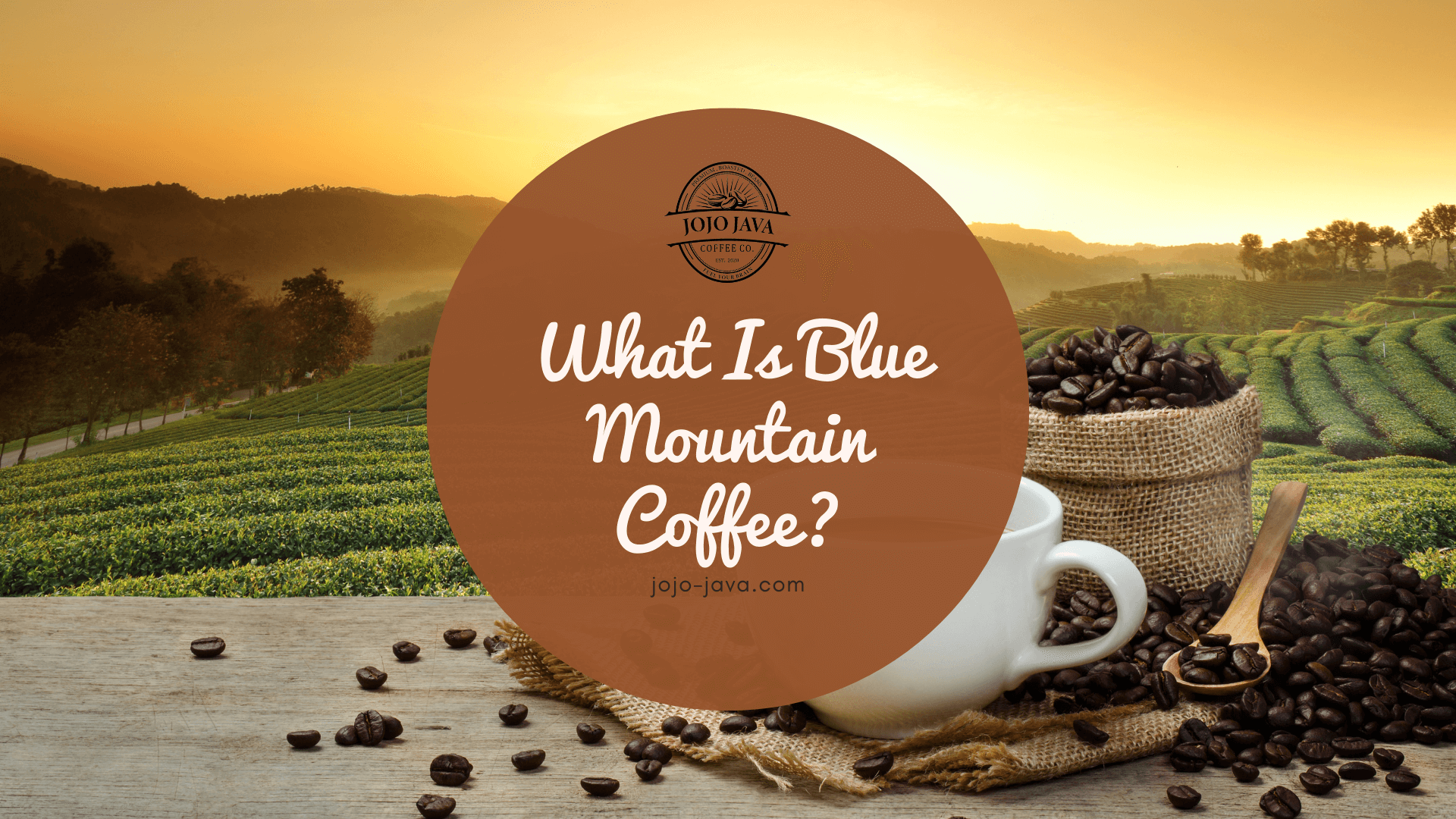 What Is Blue Mountain Coffee? JOJO JAVA