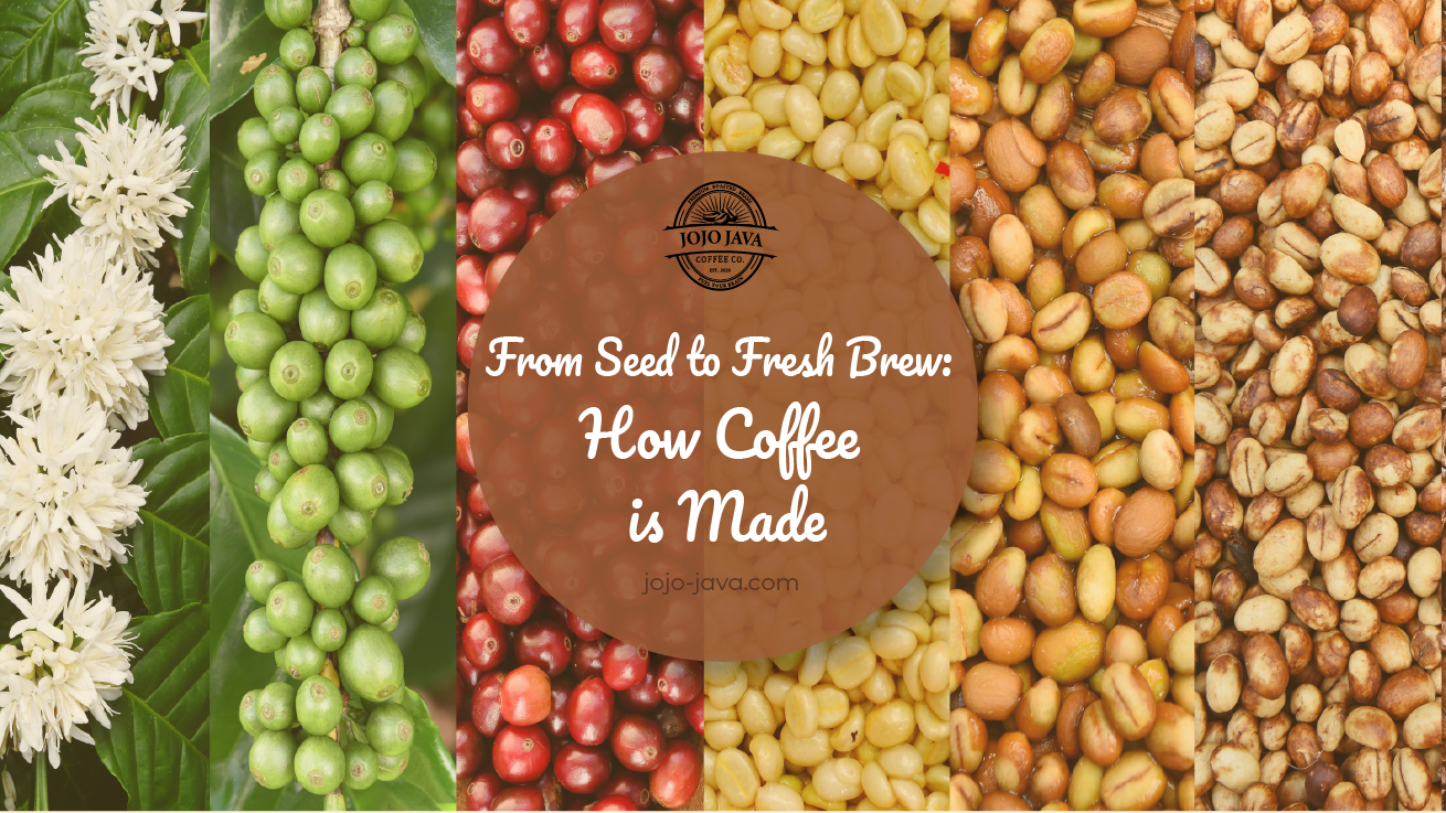 From Seed to Fresh Brew: How Coffee is Made JOJO JAVA